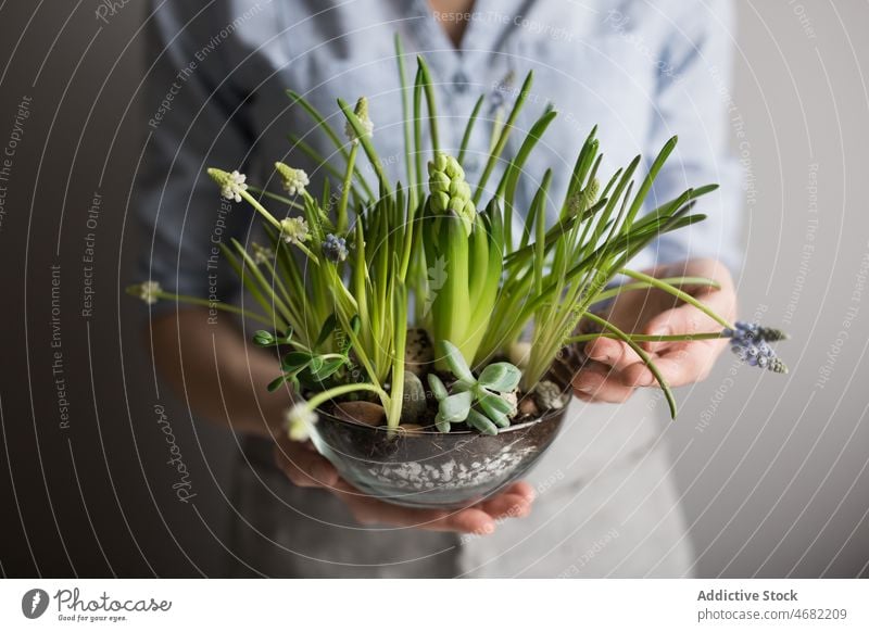 Anonymer Gärtner mit Frühlingsblumen am Tisch Frau Hyazinthe Pflanze eingetopft Blume Saison heimwärts verschiedene kultivieren sortiert Schürze frisch Topf