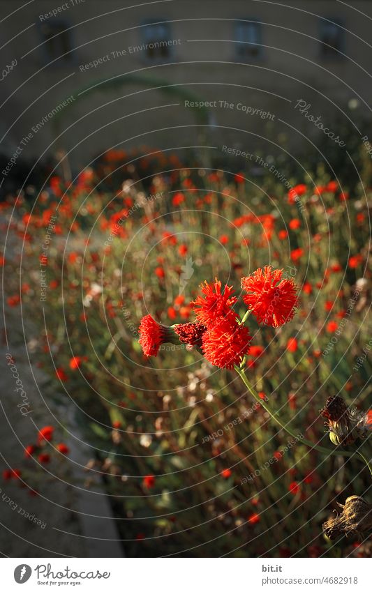 es glüht und blüht Blume orange rot Blüte Pflanze Natur Frühling Sommer Blühend leuchten Blumen Blumenwiese blumig Blütezeit Blütenpflanze natürlich Garten