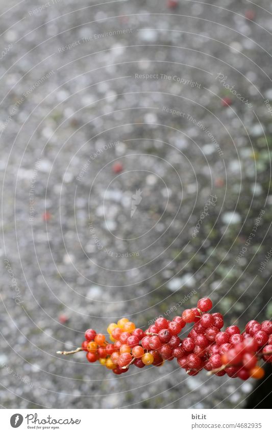 Farbkontest l in Pünktchenform Beeren Beerensträucher Natur Pflanze Sträucher Herbst Schwache Tiefenschärfe rot Frucht grau orange Beerenfruchtstand