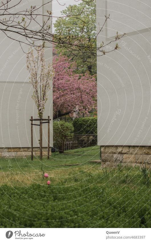 Gartenstück zwischen zwei Gebäude in Frühling Nachbarschaft Blumen Pflanze Natur Blüte Blühend Stadtleben Nachbarn Familienhaus rosa grün weiß Haus Miete Umzug