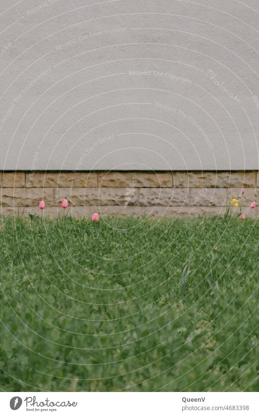 Weiße Fassade in Hintergrund mit Wiese in Vordergrund mit rosa Tulpen und Narzisse Frühling Garten Vorgarten minimalistisch grün weiß Haus Natur