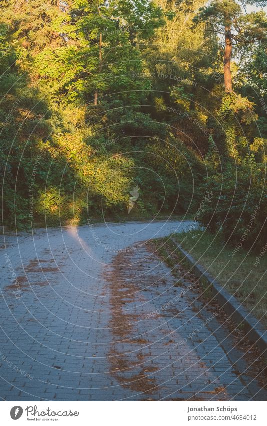 Straße im Grünen biegt ab um die Kurve Wald Schatten Sonne Abendlicht Abendsonne Abendstimmung Weg Wege & Pfade Richtung abbiegen abbiegung rechts richtung