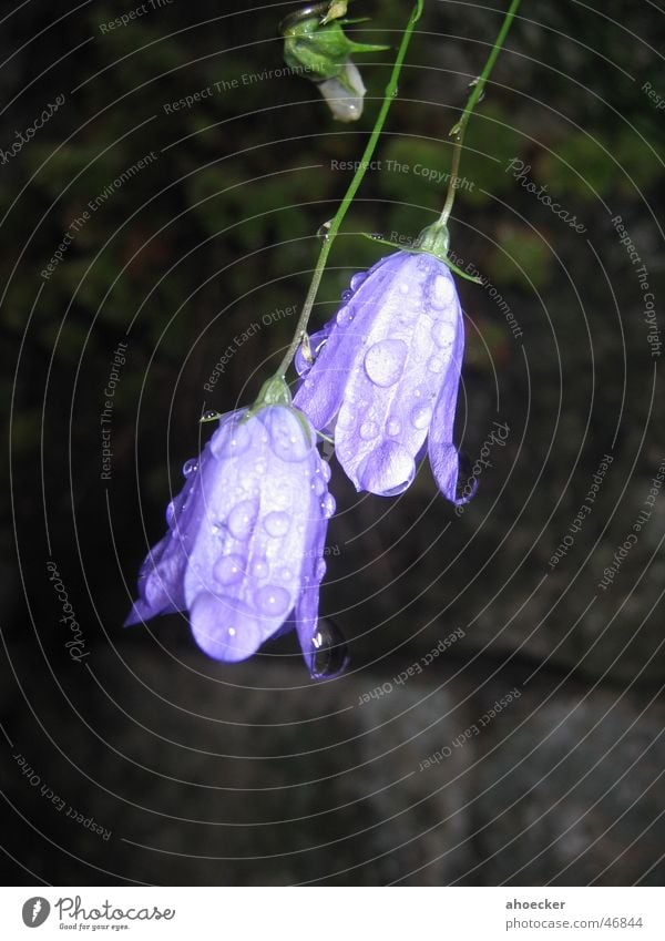 Makro Blume violett grün Mauer dunkel Blatt Makroaufnahme Wasser Wassertropfen hell Stengel Regen Außenaufnahme