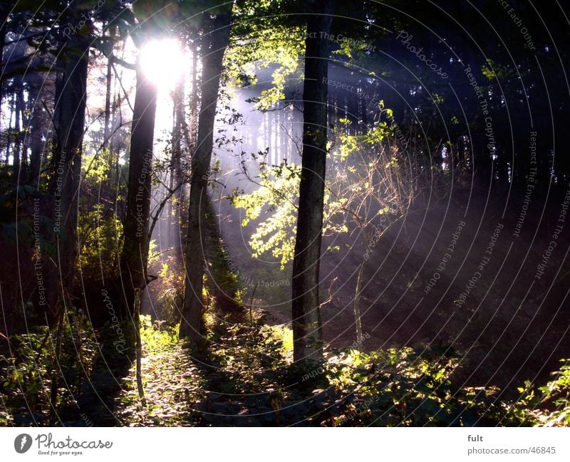 licht im wald Wald Baum Holz Licht grün Laubwald Abendsonne Blatt Holzmehl Natur Lichtstrahl Sonne forest trees light rays of light sun deciduous wood