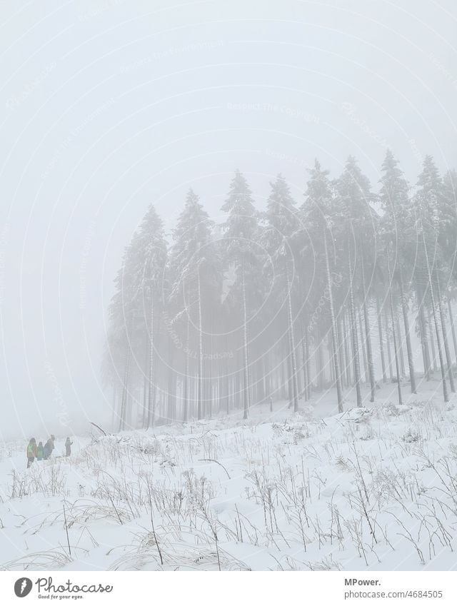 gruppe im winternebel Winter Wald Schnee Lichtung Natur kalt Bäume Landschaft wald lichtung Außenaufnahme Winterwald Winterstimmung Wintertag Schneelandschaft