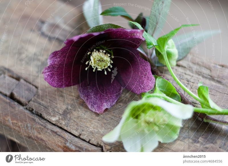 Eine lilafarbene Christrose liegt neben einer weißen Christrose - beide liegen auf Holz Winter Natur Blume Frühling Garten Dekoration & Verzierung romantisch