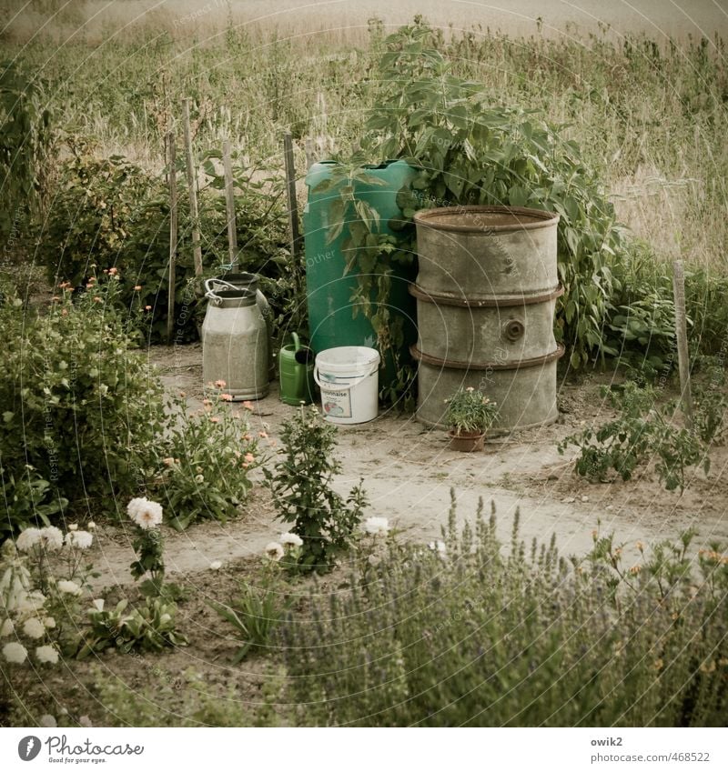 Selbstversorger Umwelt Natur Klima Wetter Schönes Wetter Pflanze Blume Sträucher Grünpflanze Nutzpflanze Garten sparsam Idylle Gartenarbeit Gartenbau Fass