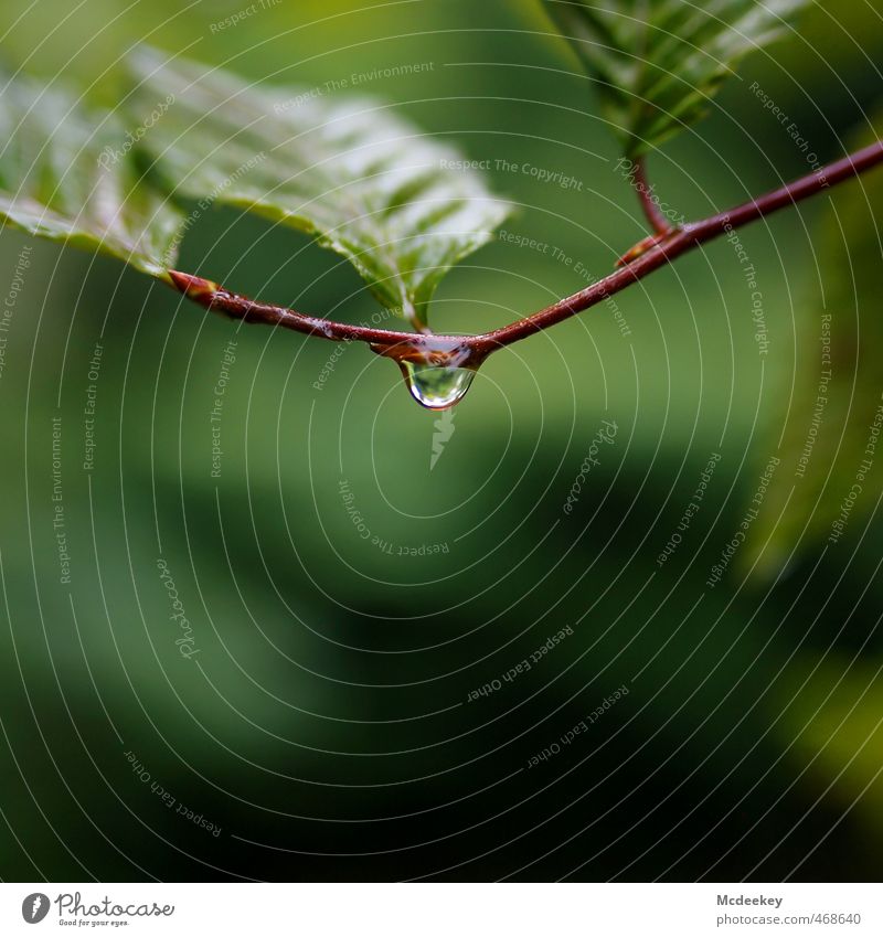 autumn drops Umwelt Natur Pflanze Wasser Wassertropfen Herbst schlechtes Wetter Regen Blatt Grünpflanze Wildpflanze Wald fallen glänzend hängen warten kalt nass