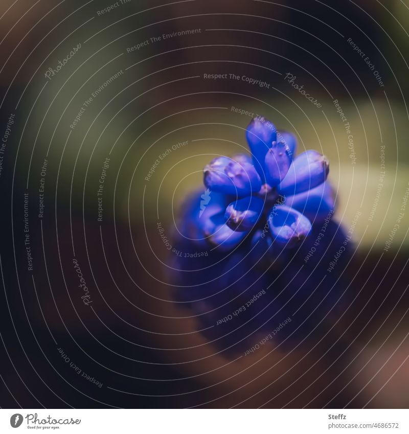 Frühlingserwachen, aus dem Schatten zum Licht Traubenhyazinthe Frühlingsblume blühen März Blütezeit Frühblüher Blume Frühlingsboten Frühlingsblüten Muscari