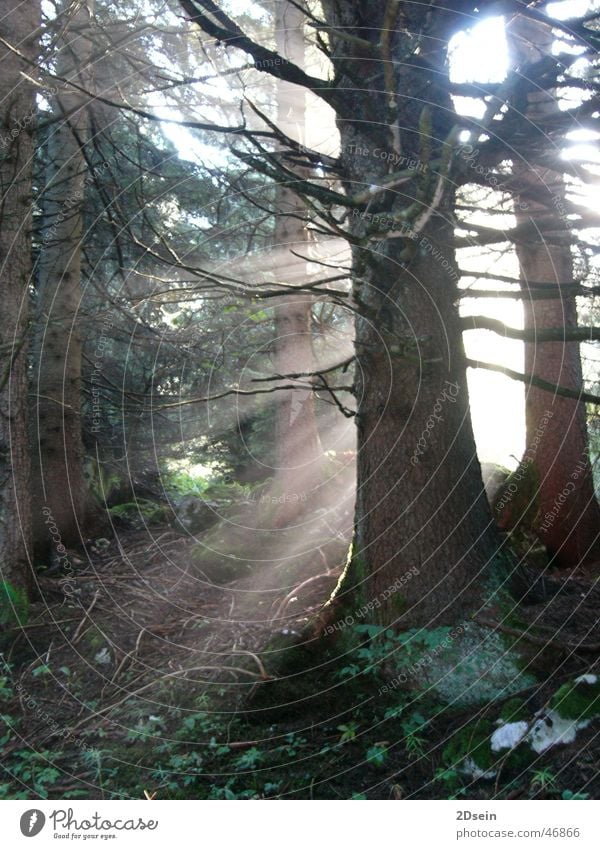 irdisches Licht Wald mystisch Baum Natur forest nature light