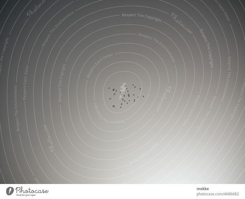 Ein Punkt voller Kraniche Vögel Zugvogel Himmel Zugvögel Vogelzug Schwarm Vogelschwarm fliegen Freiheit Vogelflug frei Formationsflug Umwelt Bewegung viele