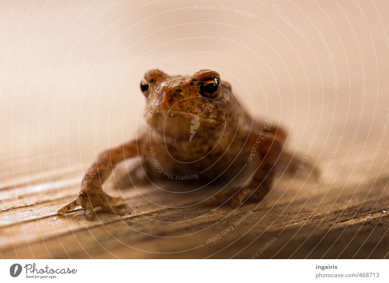 Fridolin Tier Wildtier Frosch Tiergesicht Kröte 1 Tierjunges hocken sitzen Wachstum warten außergewöhnlich exotisch klein nass natürlich niedlich schleimig