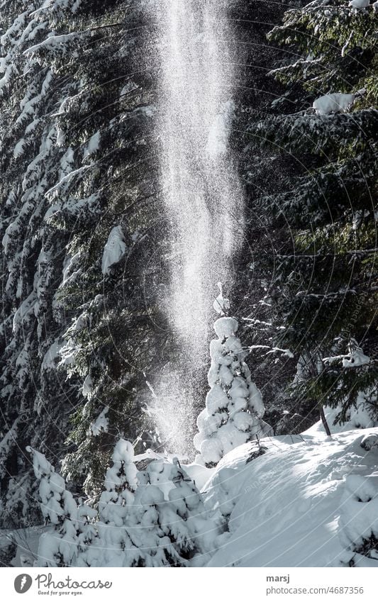 Überraschend aber verzaubernd. Schnee von den Bäumen. Schneebedeckte Fichte im Spotlight Wintertag Natur kalt Winterstimmung Winterzauber winterlich Kontrast