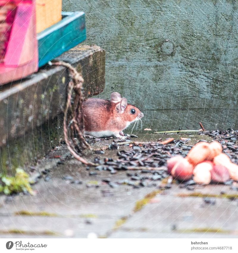 teekesselchen | maus Fressen Futter Hausmaus winzig Nüsse witzig Tierporträt Tiergesicht Farbfoto Tierliebe niedlich Menschenleer Außenaufnahme Neugier