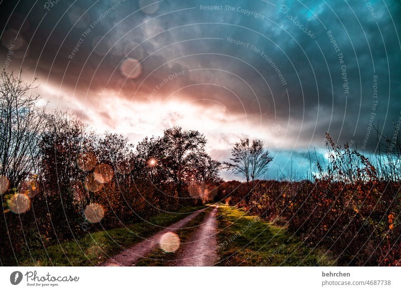 wenn wetter zaubert verträumt Märchenhaft Wege & Pfade Gegenlicht schön Sonnenlicht Fußweg Farbfoto Außenaufnahme Licht Kontrast fantastisch Sträucher Wald