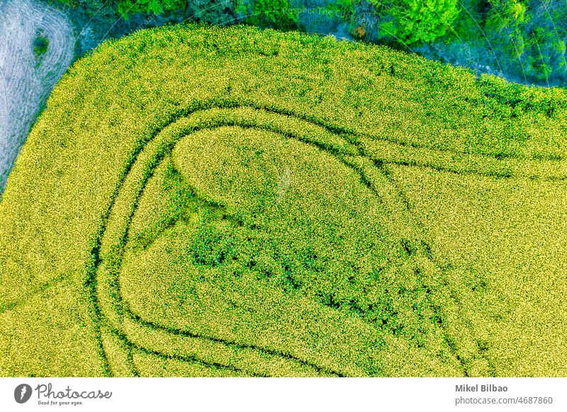 Luftaufnahme eines Rapsanbaus mit einer Blumenblüte in einem Ackerland in einer ländlichen Gegend. Farben Landwirtschaft Erdöl Dröhnen Landschaft Bereiche