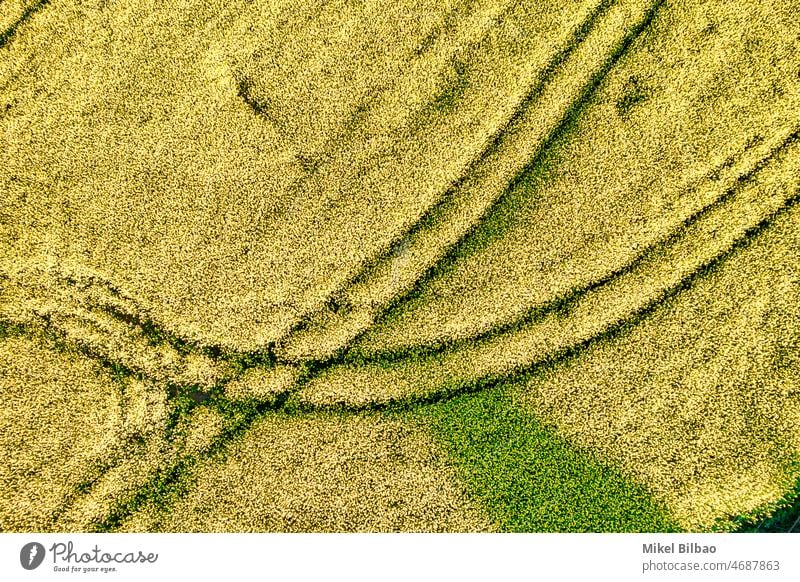 Luftaufnahme eines Rapsanbaus mit einer Blumenblüte in einem Ackerland in einer ländlichen Gegend. Farben Landwirtschaft Erdöl Dröhnen Landschaft Bereiche