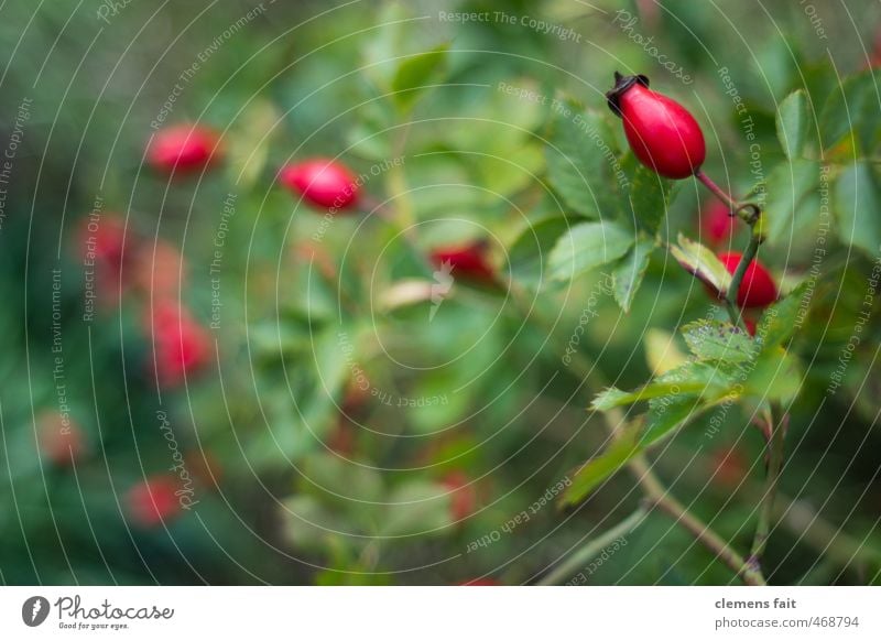 Hagebutten Natur Pflanze Garten Wald grün rot Frucht Vitamin C Unschärfe Farbfoto Außenaufnahme Menschenleer Textfreiraum links Tag Schwache Tiefenschärfe