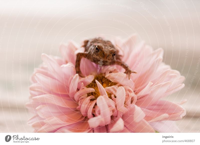 Schön festhalten Fridolin! Blume Astern Tier Wildtier Frosch Kröte 1 Tierjunges beobachten hocken Blick sitzen Wachstum exotisch klein lustig Neugier niedlich