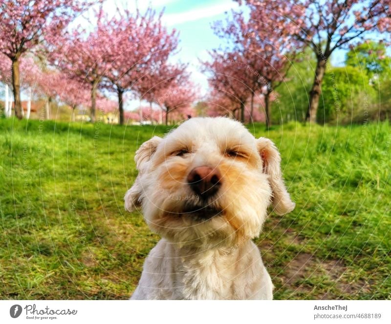 Hund in der Kirschblüte Frühling Freude Genuß Sonne Kirschblüten Frühjahr Blüte Blühend rosa