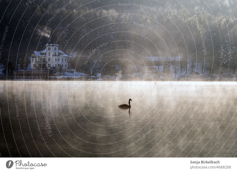 Schwan im Morgennebel auf dem Grundlsee vor der Villa Castiglione, Steiermark,Österreich Nebel Europa romantisch Romantik Ferien Urlaub morgens Licht Gegenlicht