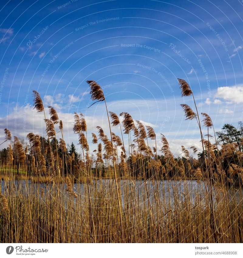 Schilf Wasser Himmel Blau Tag Natur See Landschaft Außenaufnahme Menschenleer Farbfoto Seeufer ruhig Wasseroberfläche Idylle Reflexion & Spiegelung friedlich