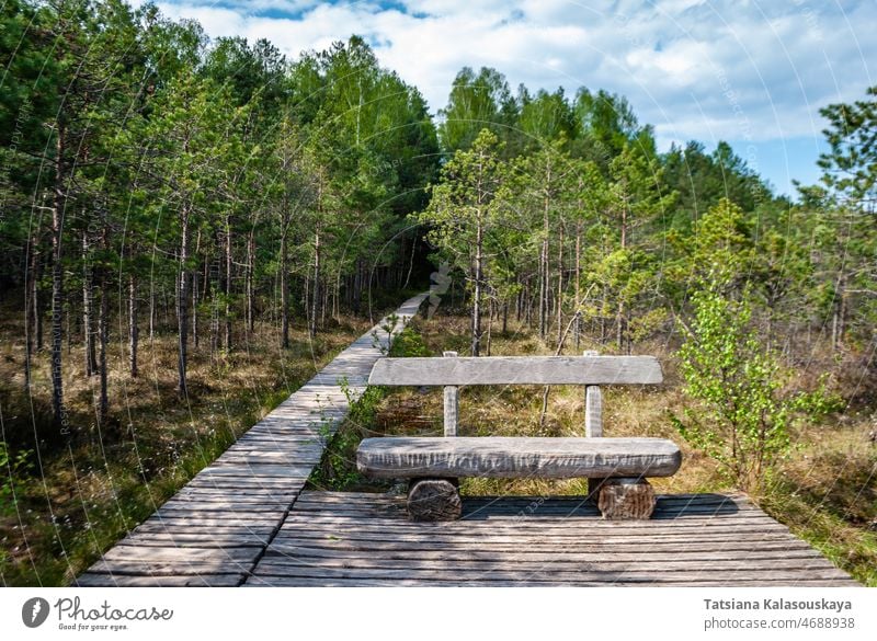 Hölzerner Wanderweg und Bank im Frühlingswald im Freien Weg Wald hölzern Baum grün Natur Park natürlich Holz Sitz ruhen Sommer schön Hintergrund Landschaft