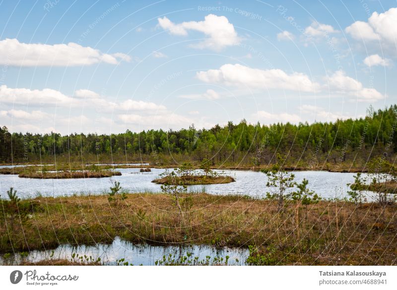 Überschwemmungsgebiete zwischen Sumpf und Wald im Frühjahr Sumpfgebiet Wasser Frühling Natur Landschaft Himmel Gras sumpfig stilles Wasser blau See Baum