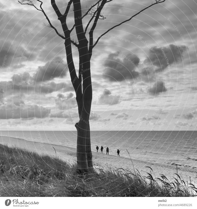 Standhaft Darß Strandspaziergang Meer Ferien & Urlaub & Reisen ruhig Horizont Ostsee Wasser Küste Sand Spaziergang Ferne Himmel Wetter Sehnsucht Naturerlebnis