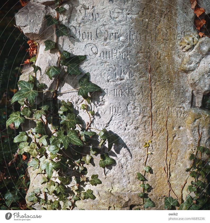 Epitaph Grabstein Grabmal Vergänglichkeit Friedhof Vergangenheit Ewigkeit Trennung Ende Tod Schmerz Trauer ruhig alt Wachstum Pflanze Buchstaben Schriftzeichen