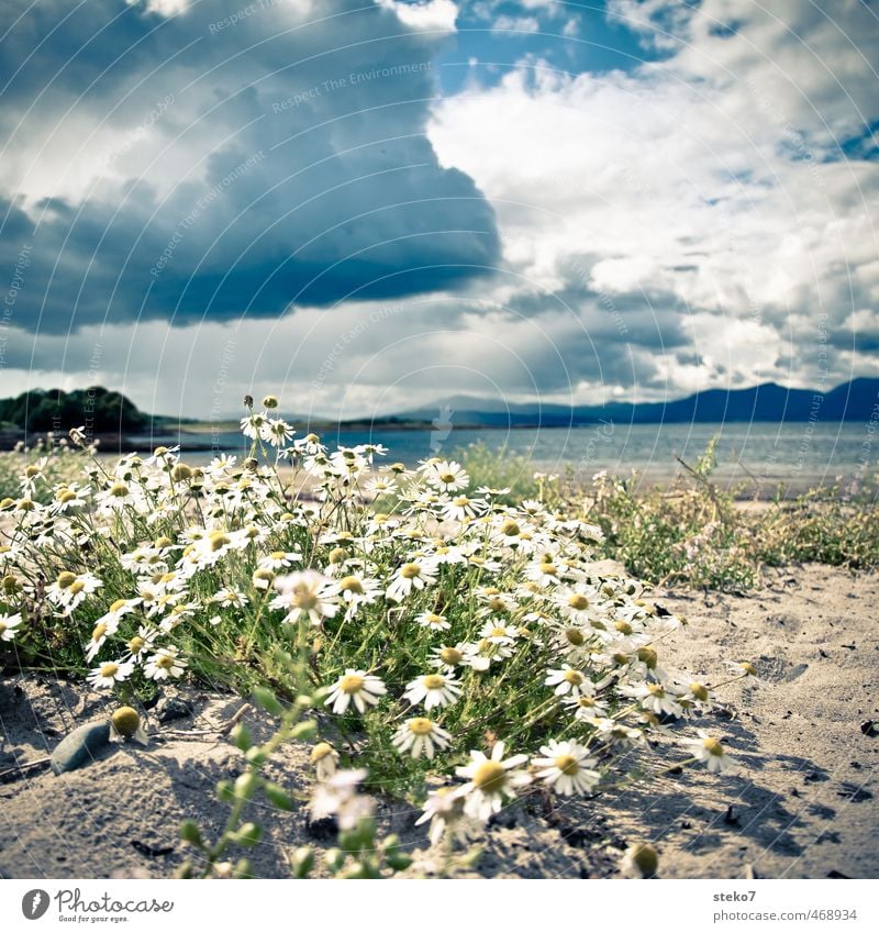 Kamille am Strand Wolken Gewitterwolken Blüte Küste Vorfreude Hoffnung Gelassenheit Echte Kamille Schottland Farbfoto Außenaufnahme Menschenleer