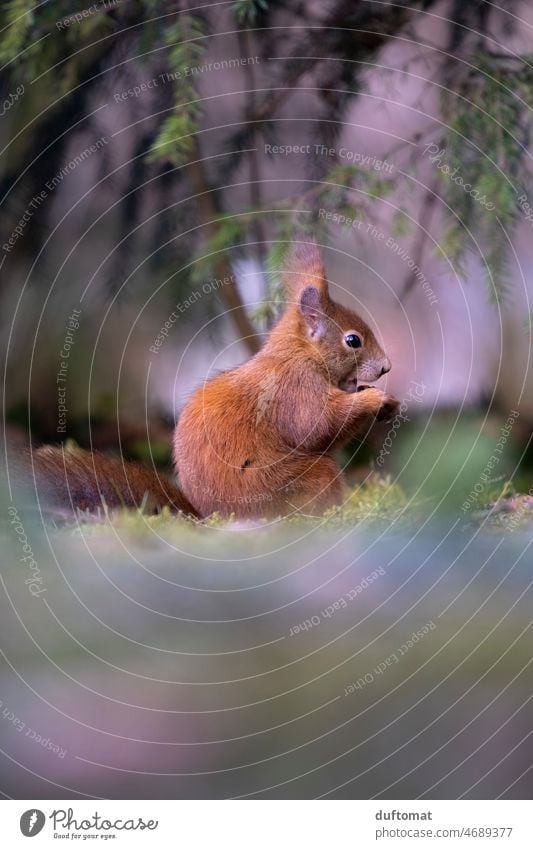 Eichhörnchen auf dem Waldboden knabbert an einer Nuss Tier Natur Wintermantel wild Baum weich Fell Europäisches Eichhörnchen niedlich kuschelig weich Ast