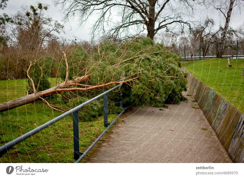 Umgestürzter Baum abend ast baum baumschaden entwurzelt menschenleer natur orkan pflanze stamm strauch sturm sturmschaden textfreiraum tiefenschärfe umgefallen