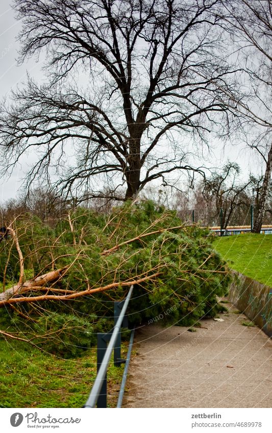 Umgestürzter Baum abend ast baum baumschaden entwurzelt menschenleer natur orkan pflanze stamm strauch sturm sturmschaden textfreiraum tiefenschärfe umgefallen