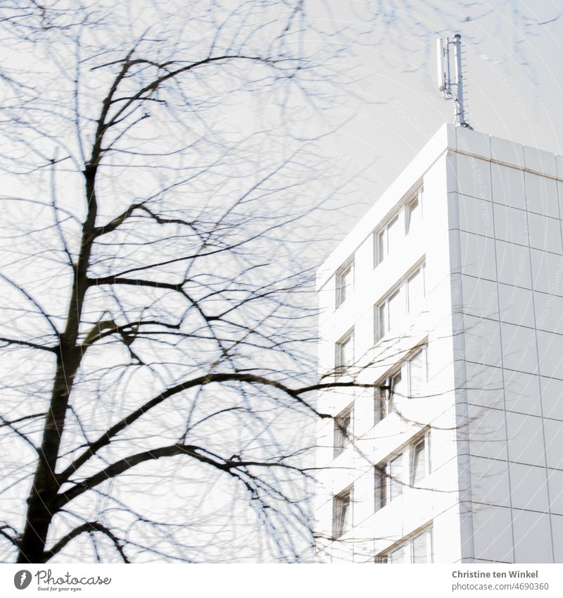 Kahler Baum und Hochhaus, leicht verschwommen im Wind kahler baum kahle Äste Fassade Fenster Antenne unscharf Bewegungsunschärfe Zweige u. Äste Himmel Winter