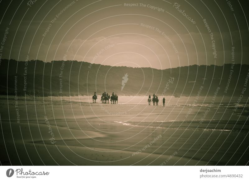 Das Glück der Erde, liegt auf dem Rücken derPferde. Eine Reitergruppe am Meeres Strand. Im Hintergrund hohe Dünen mit Wald. Landschaft Sommer Natur Lifestyle