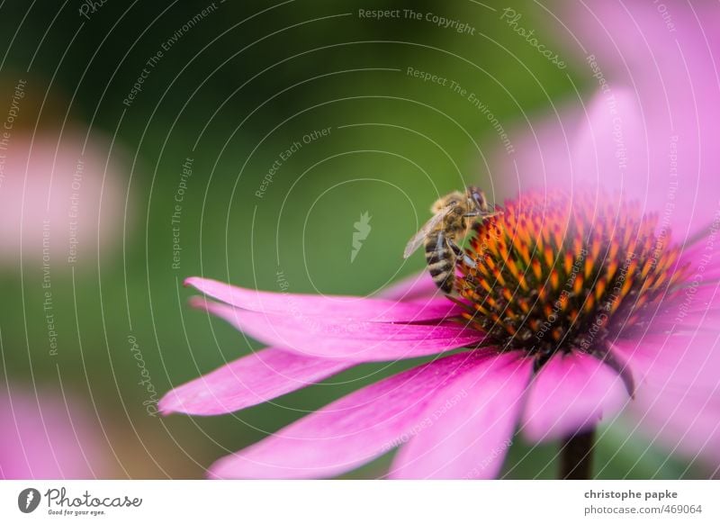 von Bienchen und Blümchen Umwelt Natur Pflanze Blüte Grünpflanze Biene 1 Tier Blühend fliegen krabbeln Insekt Fortpflanzung bestäuben Farbfoto Außenaufnahme