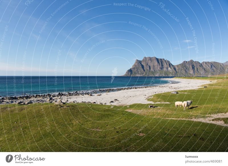 uttakleiv Natur Landschaft Sand Wasser Himmel Horizont Sommer Schönes Wetter Gras Felsen Küste Strand Meer Polarmeer Lofoten Norwegen Wildtier Schaf 2 Tier