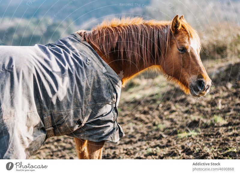 Braunes Pferd auf der Koppel Sattelkammer Gehege Landschaft Tier pferdeähnlich ländlich Kreatur Lebensraum Wald Säugetier domestiziert Pferdetuch Decke züchten