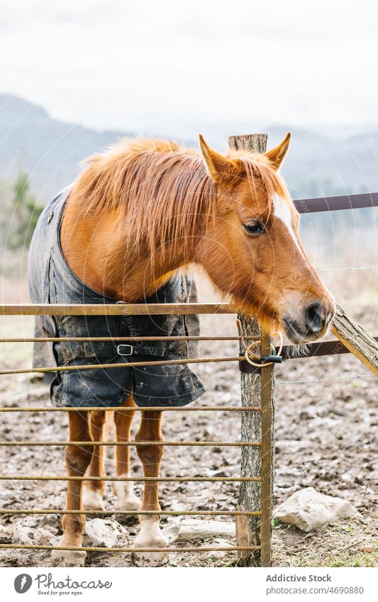 Braunes Pferd im Gehege stehend Sattelkammer Landschaft Tier pferdeähnlich ländlich Kreatur Lebensraum Pferdestall Zaun Säugetier domestiziert züchten Fechten