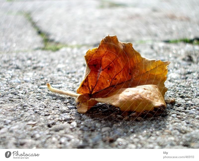 Herbst Blatt braun grau Stein