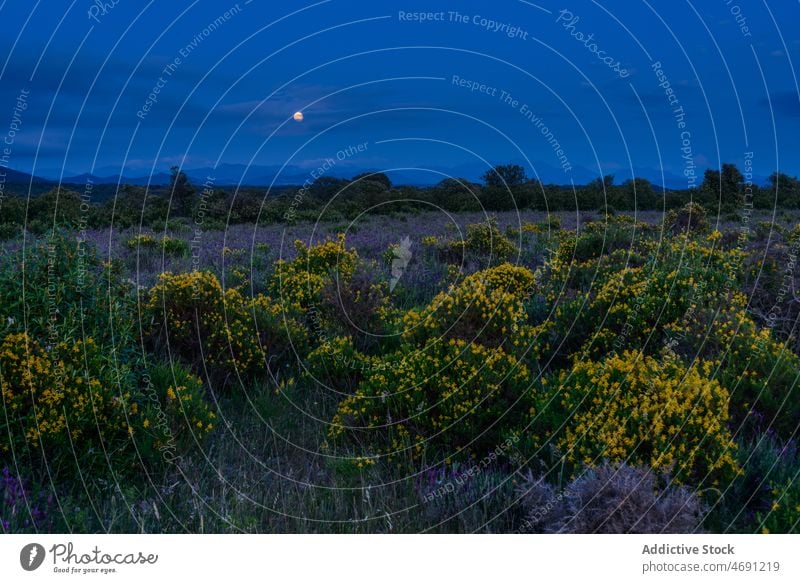 Zarte Blumen wachsen auf einer Wiese unter dem Abendhimmel paisajes Blütezeit Landschaft Natur malerisch Mond Extremadura Botanik Feld Baum Umwelt Harmonie