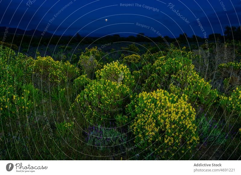 Zarte Blumen wachsen auf einer Wiese unter dem Abendhimmel paisajes Blütezeit Landschaft Natur malerisch Mond Extremadura Botanik Feld Baum Umwelt Harmonie