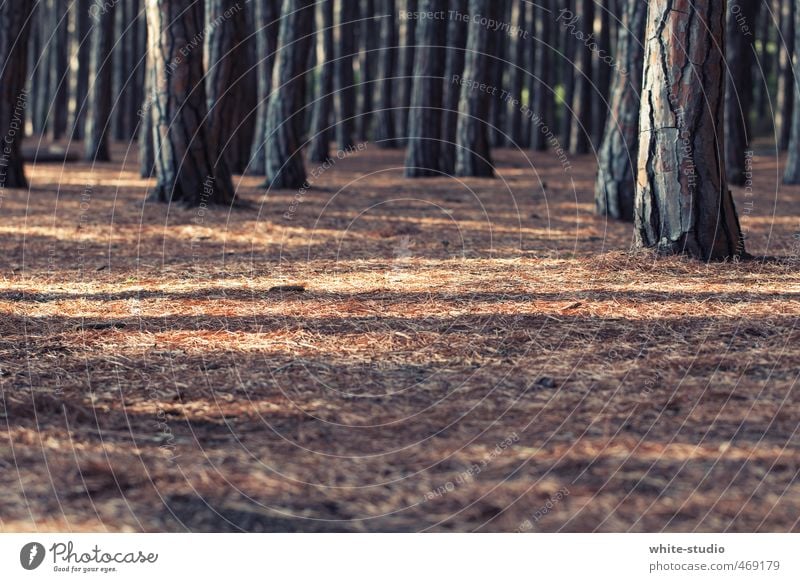 Geerdet Natur stehen Erde fest stark Wurzelgemüse Waldboden Baumstamm Baumrinde Nadel Nadelbaum Nadelwald klein Wärme geerdet standhaft Waldlichtung Waldrand