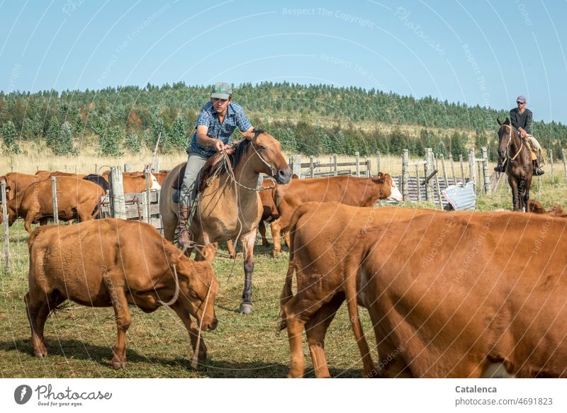 Der Junge fängt eine Kuh aus der Herde mit dem Lasso Natur Landschaft Tierhaltung Nutztier Rind Landwirtschaft Weide Biologische Landwirtschaft Viehbestand