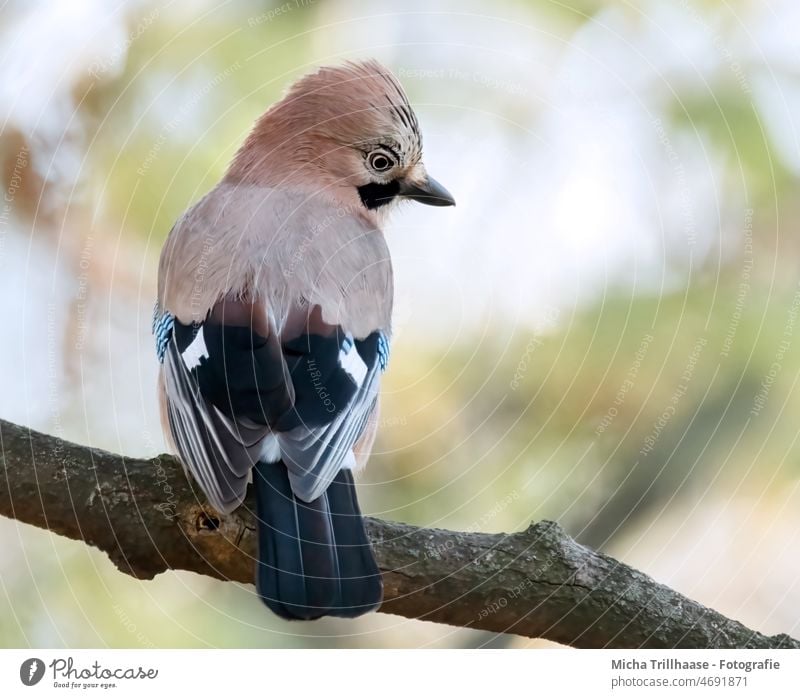 Eichelhäher im Baum Garrulus glandarius Tiergesicht Kopf Schnabel Auge Flügel Feder gefiedert Vogel Zweige u. Äste Blick Wildtier Natur beobachten Sonnenlicht