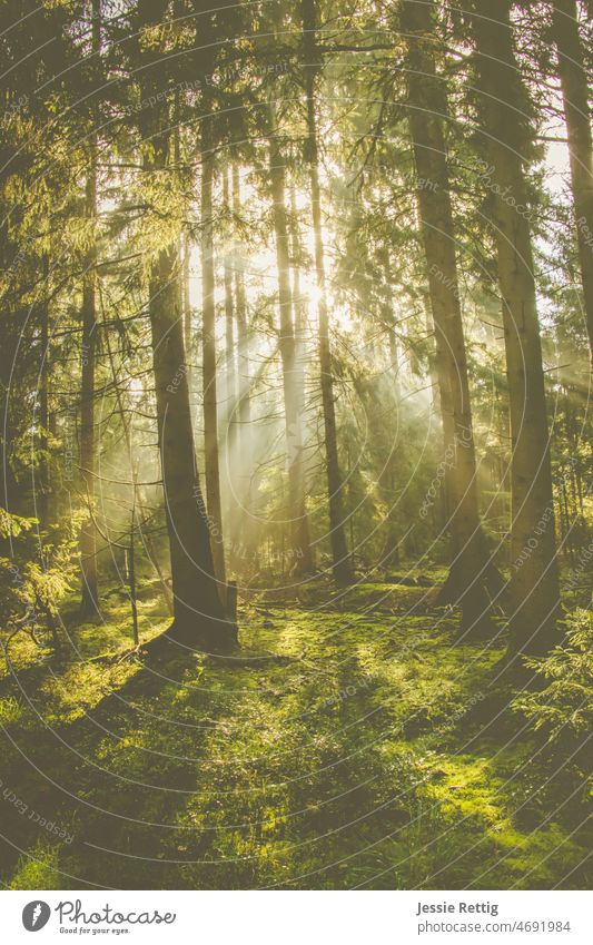 Lichtblick im Wald Waldlichtung Sonnenlicht Sonnenstrahlen Waldspaziergang Lichterscheinung Lichteinfall Lichtstimmung