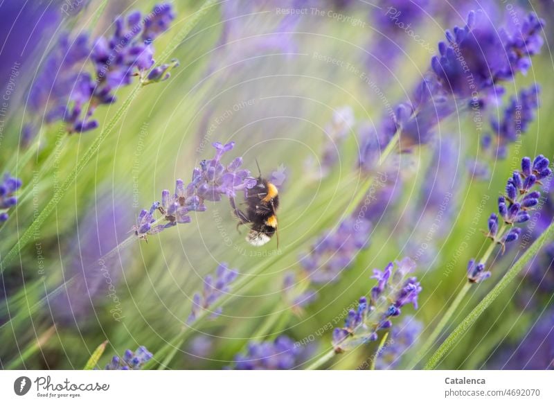 Eine Hummel im Lavendel Natur Flora Fauna Insekt Tier Pflanze Blume Blüte blühen duften verblühen Garten Tageslicht Sommer Grün Lila Gelb