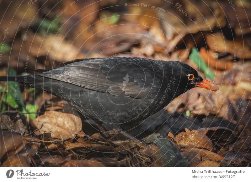 Amsel bei der Futtersuche Turdus merula Tiergesicht Kopf Schnabel Auge Feder Flügel Vogel Tierporträt Wildtier Natur Nahrung Sonnenlicht Licht