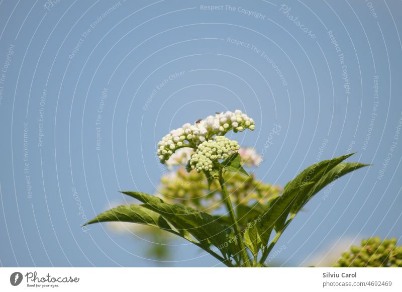 Blühender Zwergholunder in Nahaufnahme mit blauem Himmel im Hintergrund Pflanze Blume Flora Natur weiß Strauch grün Holunderbusch Blatt Holunderbeeren Botanik